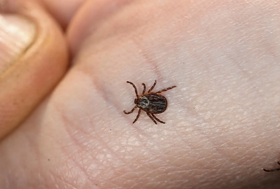 Сезон клещей не за горами!!!!!!!!!!